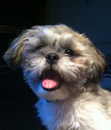 Newton - Sleepy Lion resident