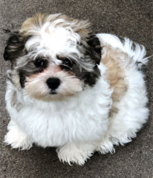 Tron - Sleepy Lion resident